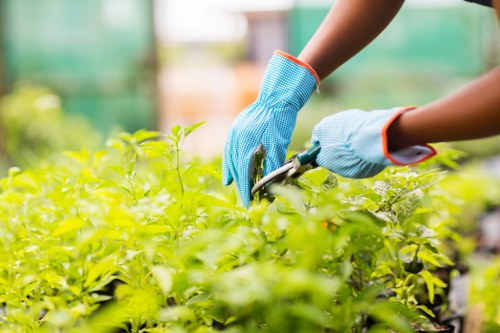 The image shows a person wearing blue gardening gloves and using garden shears to trim a lush, green hedge or shrub in a well-maintained outdoor garden. The hedge has dense, vibrant foliage with small, oval-shaped leaves, indicating healthy growth. In the background, there is a blurred view of a garden or greenhouse environment, suggesting a controlled and cultivated outdoor space typical of residential or community gardens in Hackbridge, London. The scene is brightly lit, possibly during daylight hours, with natural sunlight illuminating the greenery. The garden features a combination of natural plant elements and manual gardening tools, emphasizing careful maintenance and landscaping care appropriate for local gardening services such as those offered by Lawn Mowing Hackbridge. The focus on trimming and pruning highlights garden upkeep and shrub management as part of comprehensive lawn and garden care services in the area.